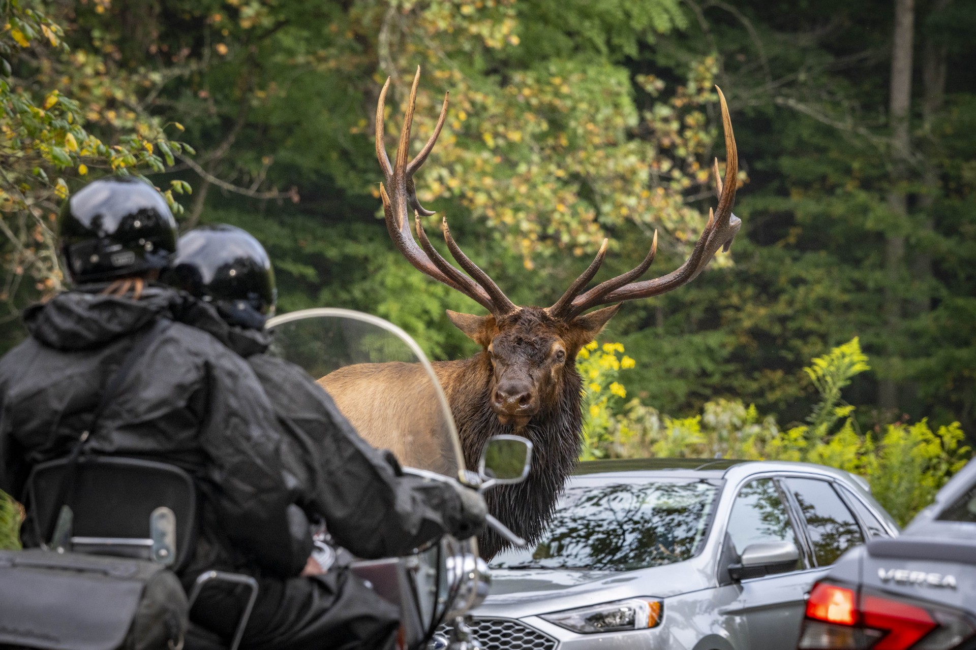 Great Smoky Mountains National Park warns visitors against approaching elk