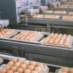 Building a better NEST program for the egg industry