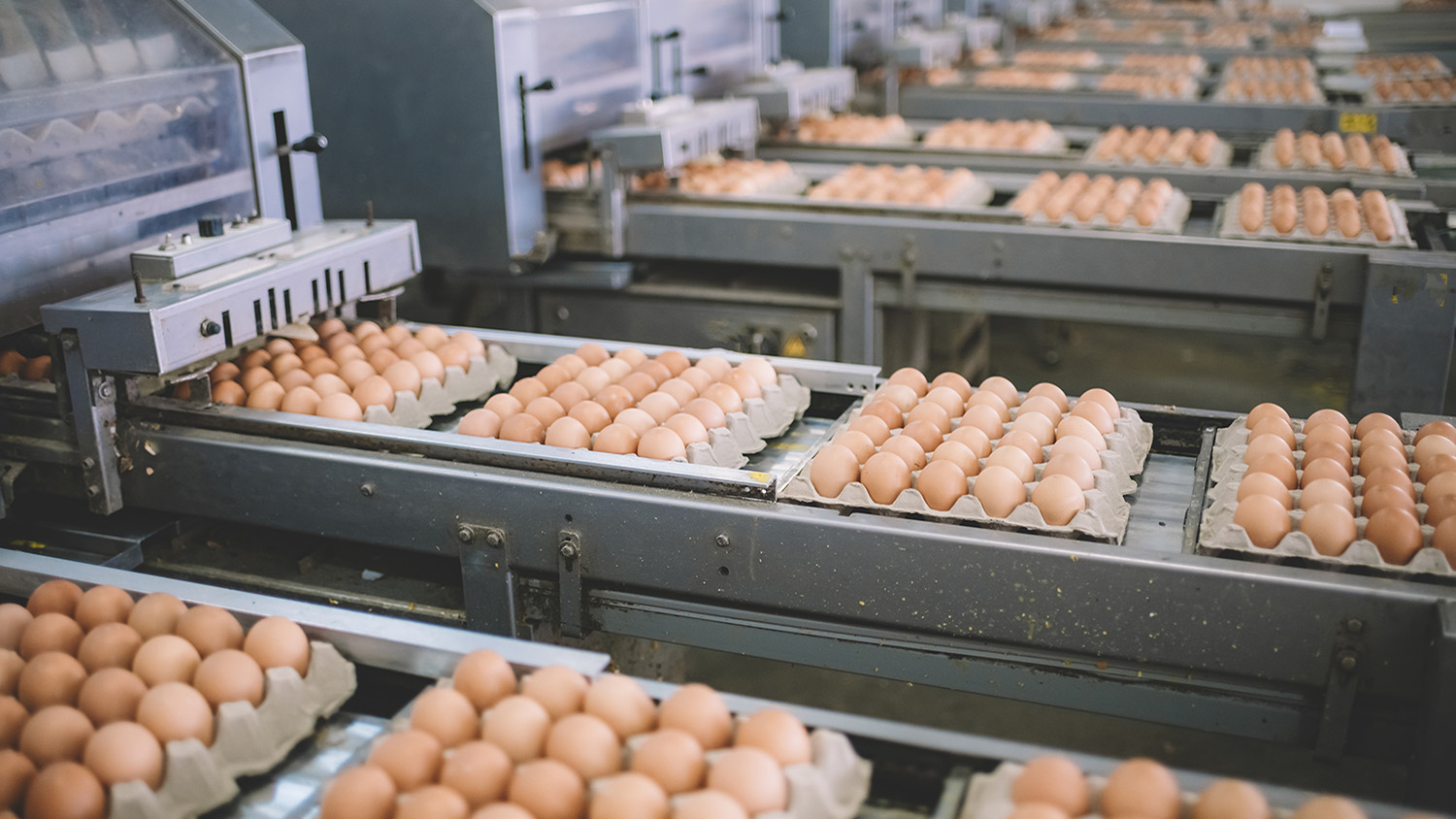 Building a better NEST program for the egg industry
