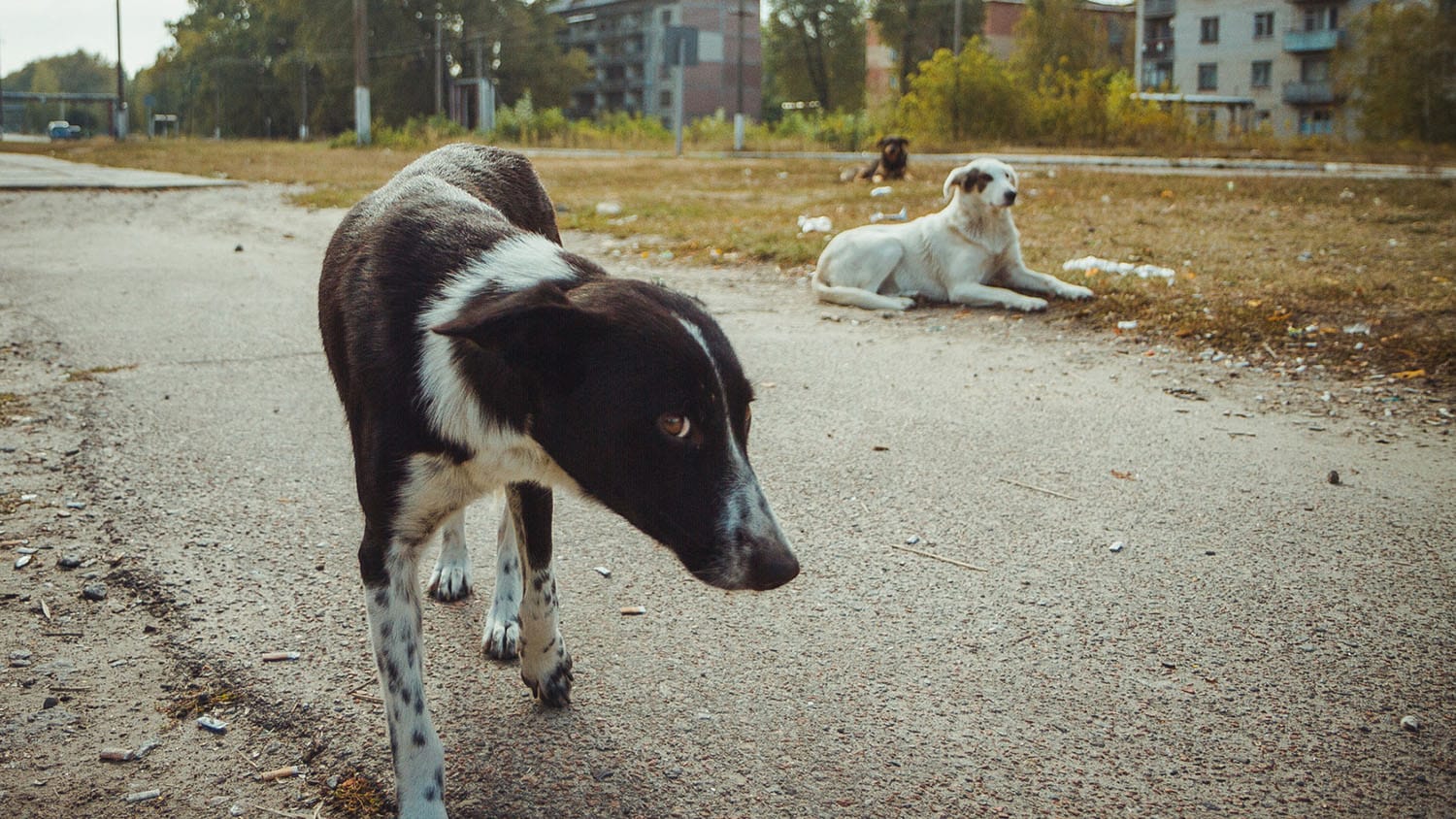 Chornobyl dog population exhibits genetic signs of directional selection