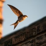 Expert discusses Charlotte's chimney swifts and Golden Niner Dacien Montford's full circle moment