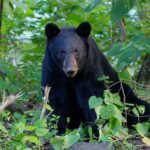 Genetic study of North Carolina black bears may enhance population resilience