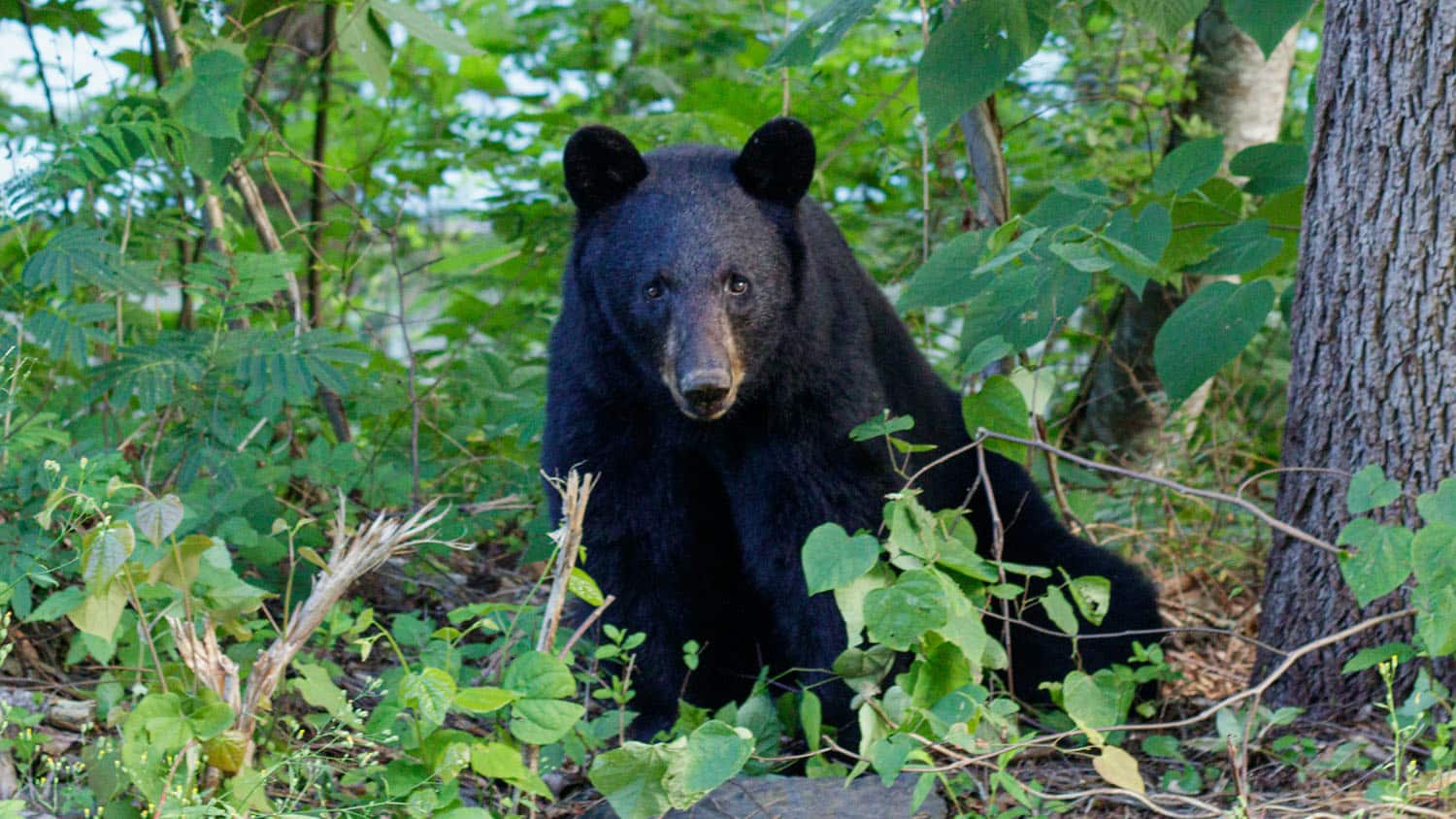 Genetic study of North Carolina black bears may enhance population resilience