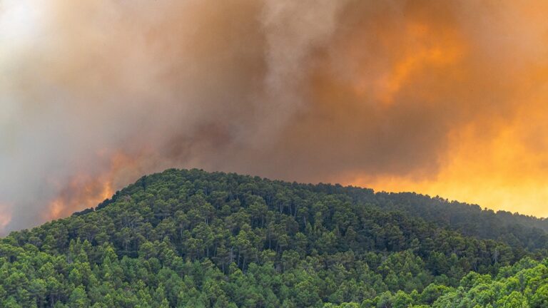 NC State partners in $1.7M initiative to combat rising wildfire threat in Eastern US
