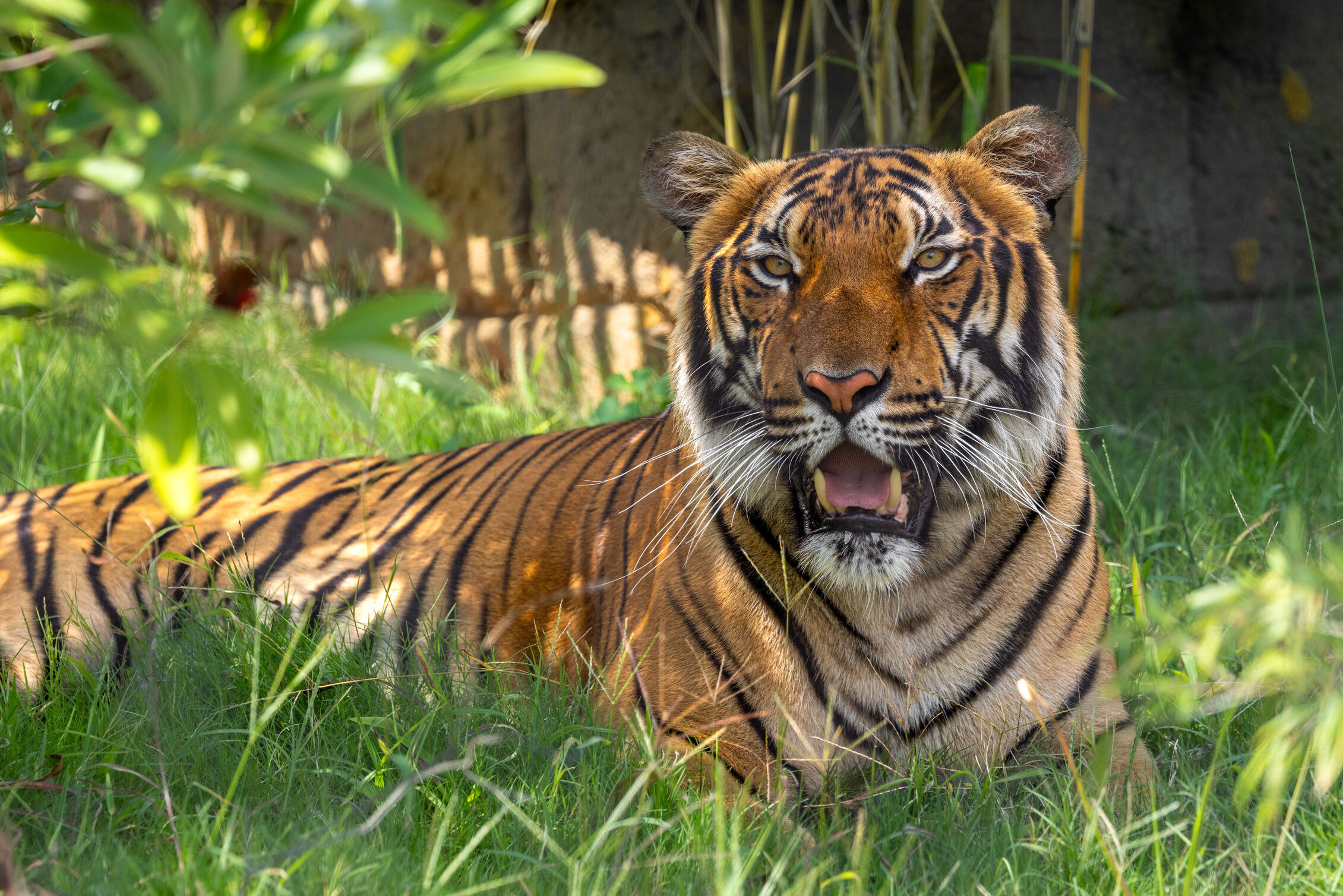 North Carolina Zoo sets opening date for Asia exhibit