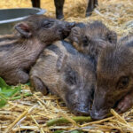North Carolina zoo welcomes historic litter of piglets