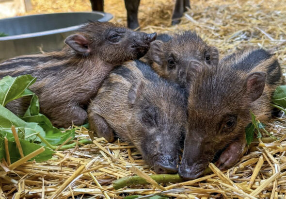 North Carolina zoo welcomes historic litter of piglets