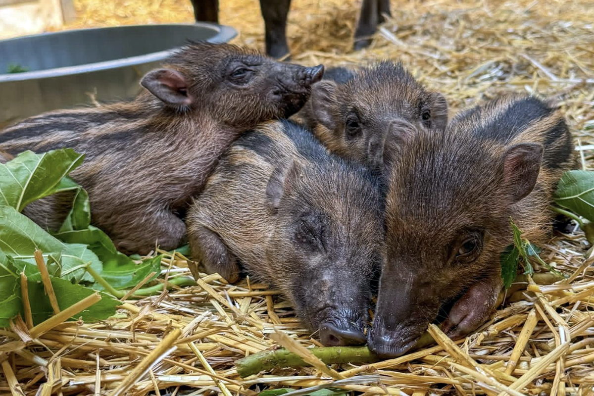 North Carolina zoo welcomes historic litter of piglets