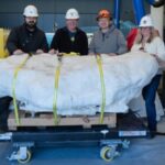 Rare ostrich like dinosaur prepared for study at N.C. Museum of Natural Sciences