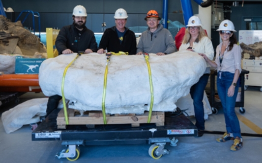 Rare ostrich like dinosaur prepared for study at N.C. Museum of Natural Sciences