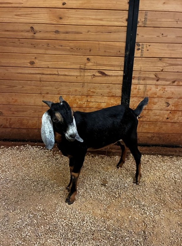 Stray livestock auction set for October
