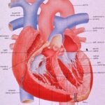 Study reveals why heart valves have remarkable durability