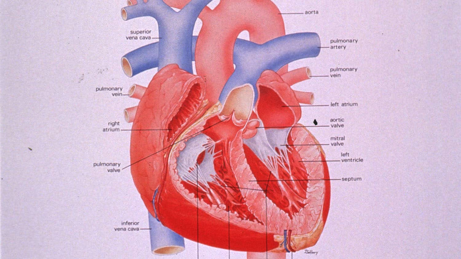 Study reveals why heart valves have remarkable durability