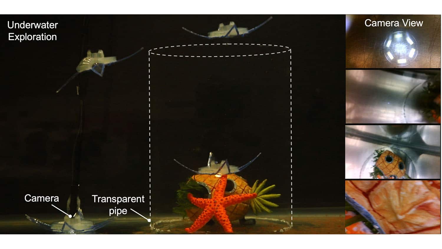 Underwater robot inspired by feather star achieves 3D maneuverability with just two actuators