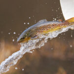 Wildlife agency releases delayed fall 2026 mountain trout stocking schedule