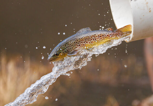 Wildlife agency releases delayed fall 2026 mountain trout stocking schedule