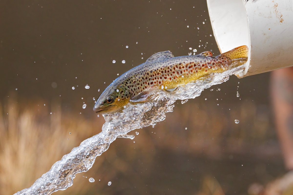 Wildlife agency releases delayed fall 2026 mountain trout stocking schedule