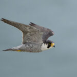 Wildlife agency seeks public input on peregrine falcon conservation plan