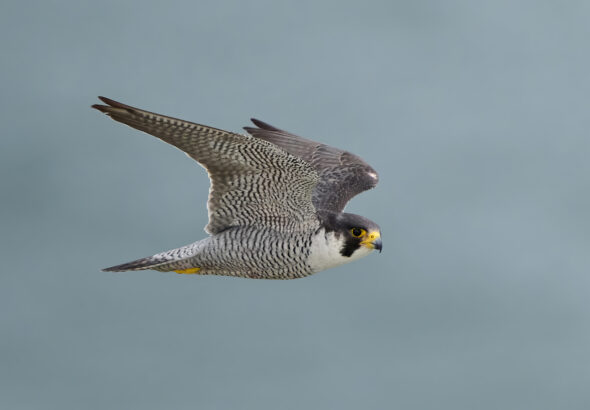 Wildlife agency seeks public input on peregrine falcon conservation plan