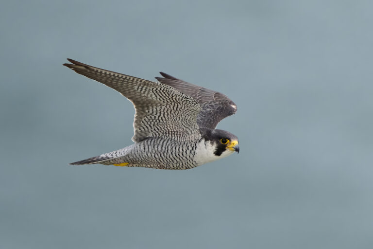 Wildlife agency seeks public input on peregrine falcon conservation plan
