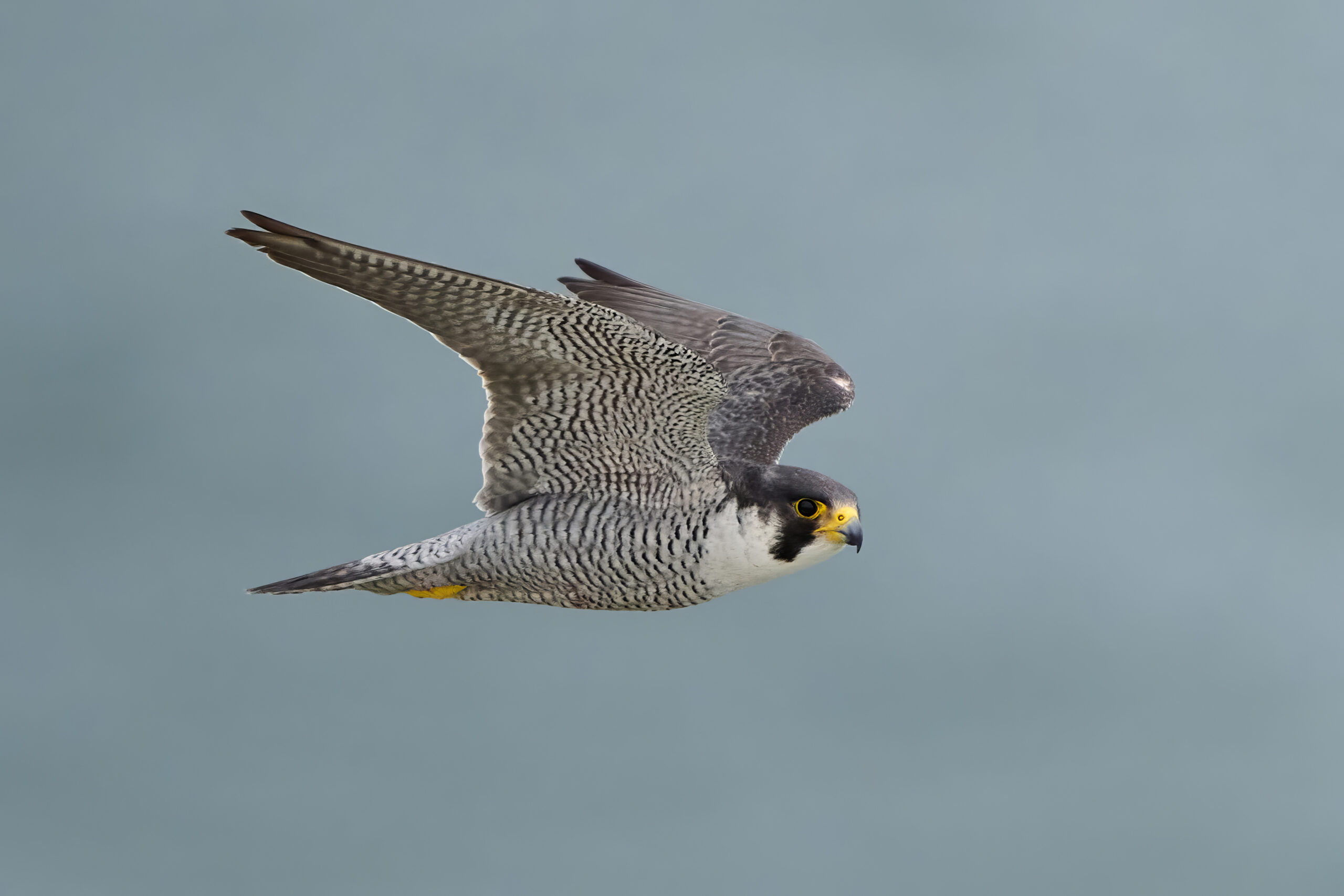 Wildlife agency seeks public input on peregrine falcon conservation plan