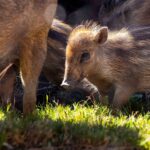 Zoo seeks public input to name critically endangered piglets