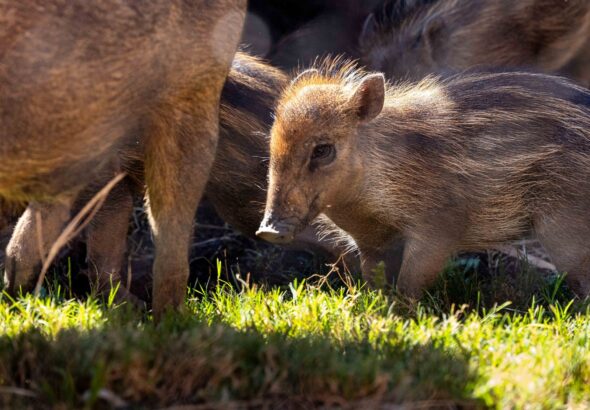 Zoo seeks public input to name critically endangered piglets
