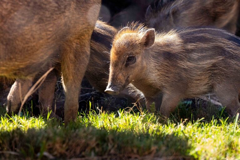 Zoo seeks public input to name critically endangered piglets